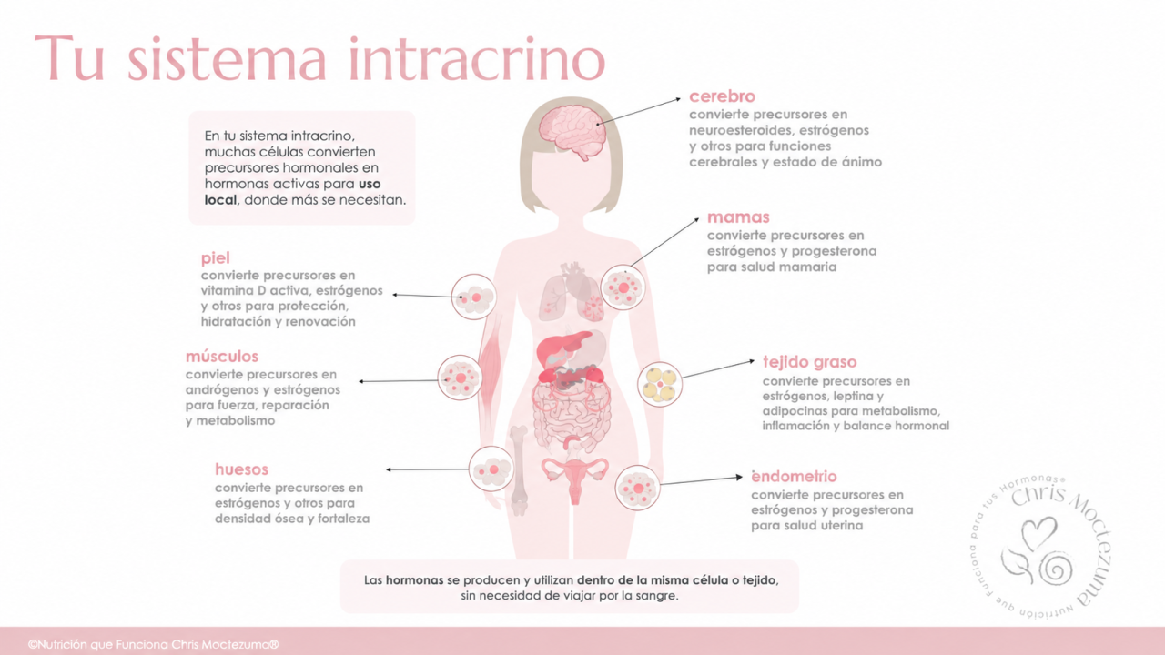 Sistema intracrino menopausia estrógeno testosterona DHEA